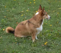 Ava, a female Pembroke Welsh Corgi for sale in Danville, PA – 5 of 9
