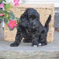 Hyacinth, a female Miniature Goldendoodle for sale in Danville, PA – 2 of 9