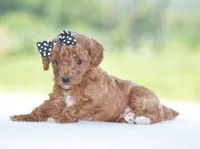 Roxy, a female Poodle - Miniature  for sale in Danville, PA – 3 of 3