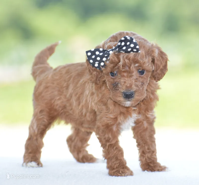 Roxy – Poodle - Miniature  puppy for sale in Danville, PA