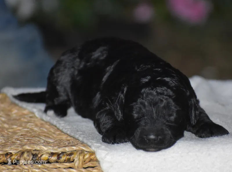 Heidi – Miniature Goldendoodle puppy for sale in Danville, PA