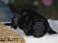 Heidi, a female Miniature Goldendoodle for sale in Danville, PA – 1 of 5