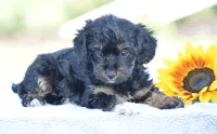 Anya, a female Yorkipoo for sale in Danville, PA – 3 of 5