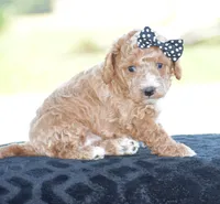 Lexis, a female Poodle - Miniature  for sale in Danville, PA – 3 of 3