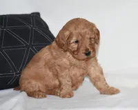 Waden, a female Miniature Goldendoodle for sale in Danville, PA – Photo 2 of 6