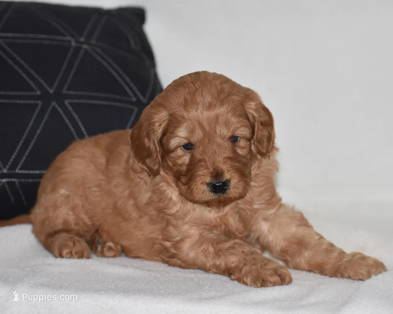 Waden – Miniature Goldendoodle puppy for sale in Danville, PA
