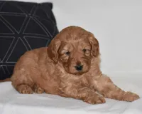 Waden, a female Miniature Goldendoodle for sale in Danville, PA – Photo 1 of 6