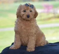 Waden, a female Miniature Goldendoodle for sale in Danville, PA – Photo 5 of 10