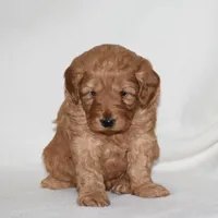 Waden, a female Miniature Goldendoodle for sale in Danville, PA – Photo 3 of 6