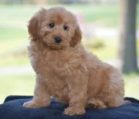 Waden, a female Miniature Goldendoodle for sale in Danville, PA – Photo 2 of 10