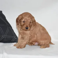 Waden, a female Miniature Goldendoodle for sale in Danville, PA – Photo 4 of 6
