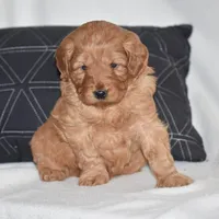 Waden, a female Miniature Goldendoodle for sale in Danville, PA – Photo 5 of 6
