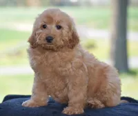 Waden, a female Miniature Goldendoodle for sale in Danville, PA – Photo 3 of 10