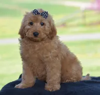 Waden, a female Miniature Goldendoodle for sale in Danville, PA – Photo 4 of 10
