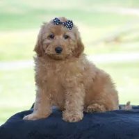 Waden, a female Miniature Goldendoodle for sale in Danville, PA – Photo 6 of 10