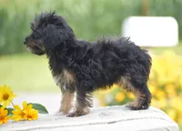 Anya, a female Yorkipoo for sale in Danville, PA – 5 of 10