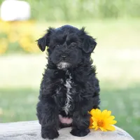 Courtney, a female Yorkipoo for sale in Danville, PA – 4 of 5