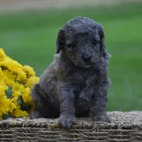 Honey, a female Miniature Goldendoodle for sale in Danville, PA – 8 of 10