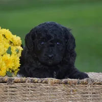 Heidi, a female Miniature Goldendoodle for sale in Danville, PA – 6 of 10