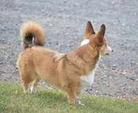 Ava, a female Pembroke Welsh Corgi for sale in Danville, PA – 4 of 9