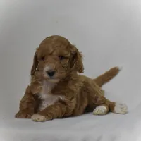 Emie, a female Poodle - Miniature  for sale in Danville, PA – 2 of 5