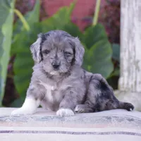 Harmony, a female Miniature Goldendoodle for sale in Danville, PA – 6 of 10