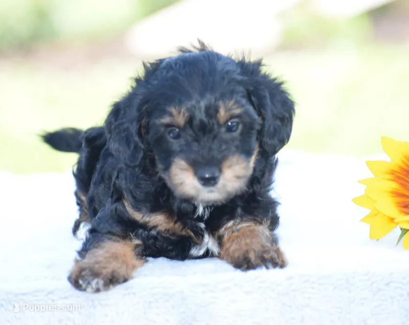 Adora – Yorkipoo puppy for sale in Danville, PA