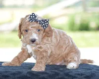 Lexis, a female Poodle - Miniature  for sale in Danville, PA – 2 of 3