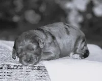 Harmony, a female Miniature Goldendoodle for sale in Danville, PA – 6 of 6