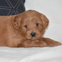 Whisper, a female Miniature Goldendoodle for sale in Danville, PA – Photo 3 of 5