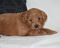 Whisper, a female Miniature Goldendoodle for sale in Danville, PA – Photo 4 of 5