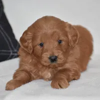 Whisper, a female Miniature Goldendoodle for sale in Danville, PA – Photo 5 of 5