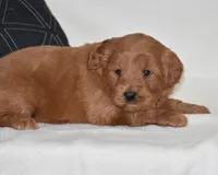 Whisper, a female Miniature Goldendoodle for sale in Danville, PA – Photo 2 of 5