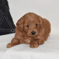 Whisper, a female Miniature Goldendoodle for sale in Danville, PA – Photo 1 of 5