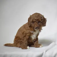 Elisa, a female Poodle - Miniature  for sale in Danville, PA – 3 of 4
