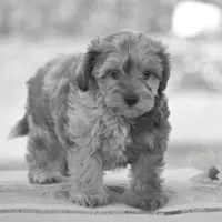 Coyote, a male Yorkipoo for sale in Danville, PA – 6 of 6