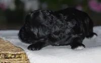Hyacinth, a female Miniature Goldendoodle for sale in Danville, PA – 3 of 5