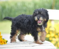 Adora, a female Yorkipoo for sale in Danville, PA – 3 of 9