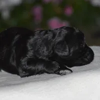 Hyacinth, a female Miniature Goldendoodle for sale in Danville, PA – 4 of 5