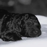 Heidi, a female Miniature Goldendoodle for sale in Danville, PA – 3 of 5