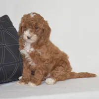 Erika, a female Poodle - Miniature  for sale in Danville, PA – 4 of 5