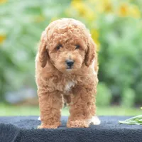 Louie, a male Poodle - Miniature  for sale in Danville, PA – 5 of 8