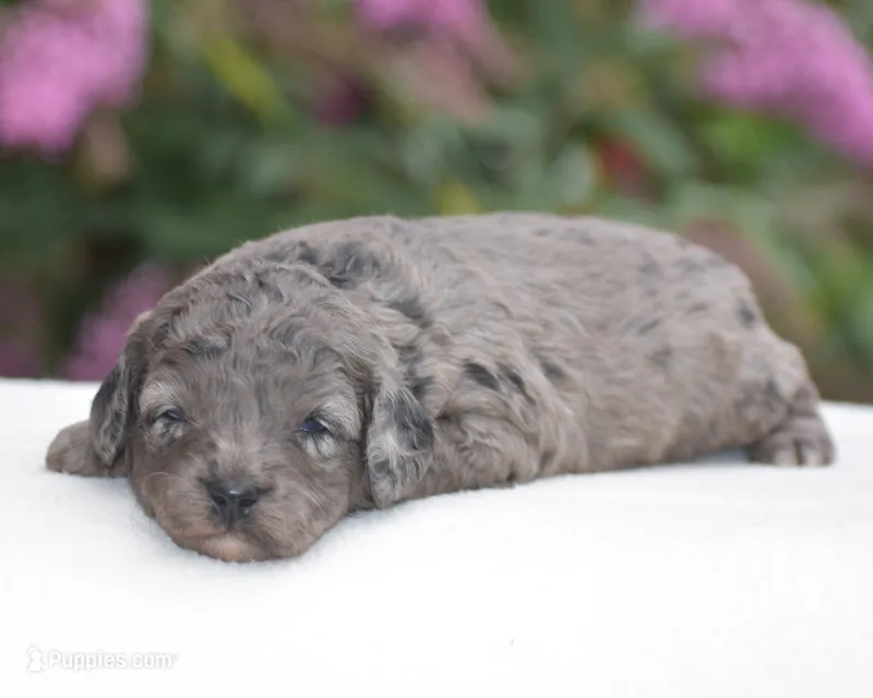 Honey – Miniature Goldendoodle puppy for sale in Danville, PA