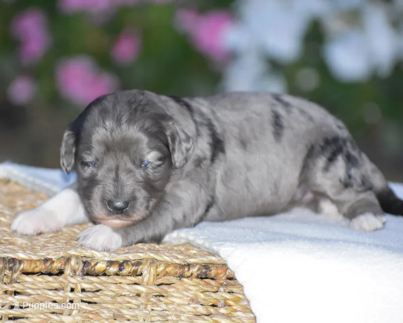 Harmony – Miniature Goldendoodle puppy for sale in Danville, PA