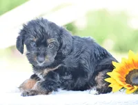 Anya, a female Yorkipoo for sale in Danville, PA – 5 of 5