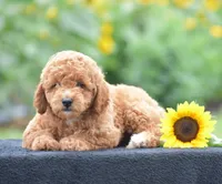 Louie, a male Poodle - Miniature  for sale in Danville, PA – 3 of 8