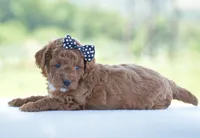 Raine, a female Poodle - Miniature  for sale in Danville, PA – 5 of 5