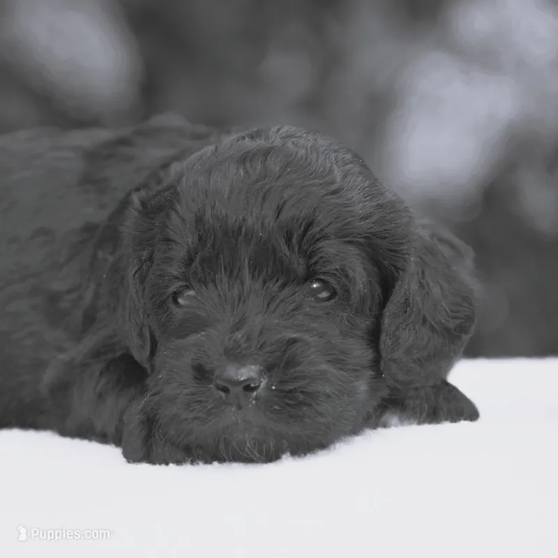 Hyacinth – Miniature Goldendoodle puppy for sale in Danville, PA