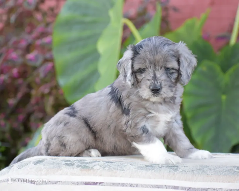 Harmony – Miniature Goldendoodle puppy for sale in Danville, PA