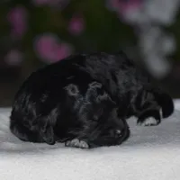 Hyacinth, a female Miniature Goldendoodle for sale in Danville, PA – 5 of 5